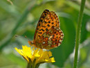 Boloria euphrosyne (Veilchen-Perlmuttfalter) /CH UR Brunnital, Nider Lammerbach 1505 m, 15. 07. 2013