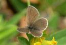 Cupido minimus (Zwergbläuling, Weibchen)  / LYCAENIDAE/Polyommatini (Bläulinge)