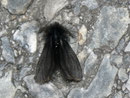 Ptilocephala plumifera (Fächerfühler-Sackträger) / CH VS Salgesch 1030 m, 07. 02. 2011