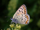 Lycaena tityrus (Brauner Feuerfalter, Weibchen) / CH BE Hasliberg 1050 m, 07. 08. 2009