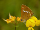 Lycaena virgaureae (Dukatenfaltern) / CH VS Reckingen, 25. 07. 2019