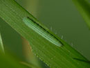 Lasiommata maera (Braunauge, Raupe) / CH BE Hasliberg 1050 m, 13. 09. 2014