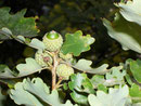 Quercus pubescens (Flaumeiche) / Fagaceae