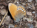 Coenonympha gardetta (Alpen-Wiesenvögelchen) / NYMPHALIDAE/Coenonymphini (Edelfalter)
