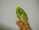 Thecla betulae (Nierenfleck-Zipfelfalter, Frasspur an Knospe) / 24. 04. 2014