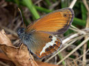 Coenonympha arcania (Weissbindiges Wiesenvögelchen) / NYMPHALIDAE/Coenonymphini (Edelfalter)