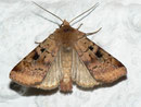 Diarsia mendica (Primel-Erdeule) / NOCTUIDAE/Noctuinae (Eulen)