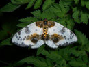 Calospilos sylvata (Ulmen-Fleckenspanner) / GEOMETRIDAE/Ennominae (Spanner)
