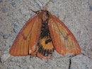 Diacrisia sannio (Rotrandbär, Weibchen) / ARCTIDAE/Arctiinae (Bärenspinner)