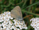 Lycaena hippothoe eurydame (Kleiner Ampferfeuerfalter) / CH VS Binntal Eggerhorn 2000 m, 10. 08. 2010