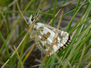 Pyrgus alveus (Sonnenröschen-Würfelfalter) / CH VS Saastal, Saas Almagell, Moosgufer, 1980 m, 12. 08. 2011