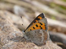 Lycaena phlaeas phlaeoides (Kleiner Feuerfalter) / Portugal Madeira, beim Pico do Areeiro 1810 m, 03. 02. 2015