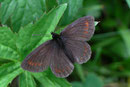 Erebia pharte (Unpunktierter Mohrenfalter) / NYMPHALIDAE/Tr. Erebiini (Edelfalter)