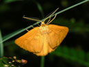 Crocota pseudotinctaria (Männchen) / GEOMETRIDAE/Ennominae (Spanner)