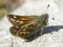 Hesperia comma (Kommafalter, Weibchen) / CH VS Saastal, Mattmark-Stausee 2197 m, 11. 08. 2011