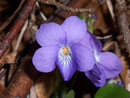 Viola reichenbachiana (Waldveilchen) / Violaceae