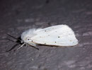 Hepialus humuli / HEPIALIDAE (Wurzelbohrer)