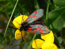 Zygaena exulans (Hochalpen-Widderchen) / CH TI Gotthardpass, Lago della Sella 2230 m, 27. 07. 2012