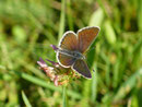 Aricia agestis (Kleiner Sonnenröschen-Bläuling) / CH BE Hasliberg 1050 m, 02. 09. 2024