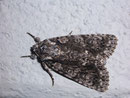 Acronicta rumicis (Ampfer-Rindeneule) / NOCTUIDAE (Eulen)