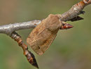 Anorthoa munda (Zweifleck-Kätzcheneule) / NOCTUIDAE (Eulen)