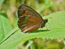 Erebia aethiops  (Graubindiger Mohrenfalter, Männchen) / CH OW Engelberg 1550 m, 31. 07. 2013