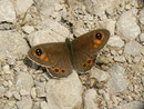 Lasiommata maera (Braunauge, Männchen) / CH FR Gros Mont Brenleire 1450 m, 26. 06. 2014