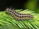 Zygaena lonicerae (Grosses Fünffleck-Widderchen)