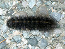 Spilosoma lubricipeda (Weisse Tigermotte) / CH VS Val d'Anniviers, St-Luc, Tignousa 2160 m, 11. 10. 2012
