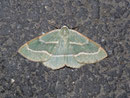 Hylaea fascaria prasinaria (Zweibindiger Nadelwaldspanner) / GEOMETRIDAE/Ennominae (Spanner)