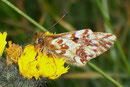 Boloria napaea (Ähnlicher Perlmuttfalter, Weibchen) / CH Grand St-Bernardpass 2500 m, 30. 07. 2006