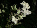 Filipendula ulmaria (Mädesüss) / Rosaceae