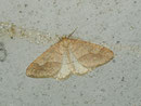 Agriopis marginaria (Graugelber Breitflügelspanner) / GEOMETRIDAE/Ennominae (Spanner)