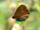 Erebia euryale (Rotgestreifter Mohrenfalter, Männchen) / CH UR Isenthal 1270 m, 17. 08. 2011