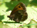 Erebia euryale (Rotgestreifter Mohrenfalter, Weibchen) / CH UR Isenthal 1270 m, 17. 08. 2011