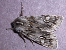 Brachionycha nubeculosa (Frühlings-Rauhaareule) / NOCTUIDAE (Eulen)