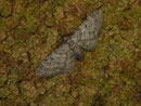 Eupithecia egenaria (Linden-Blütenspanner) / GEOMETRIDAE/Larentiinae (Spanner)