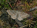Hydria (Rheumpatera) undulata (Wellenspanner) / GEOMETRIDAE/Rheumpaterini (Spanner)