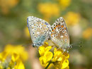 Polyommatus bellargus (Himmelblauer Bläuling, Paarung) / CH BE Hasliberg 1050 m, 23. 05. 2014