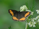 Psodos quadrifaria (Gelbgebänderter Flachstirnspanner) / GEOMETRIDAE/Ennominae (Spanner)