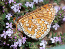 Euphydryas aurinia aurinia (Skabiosen-Scheckenfalter) / Frankreich Garrigue bei Nîmes 146 m , 01. 05. 2010