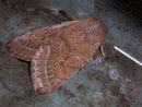Orthosia cerasi (Rundflügel-Kätzcheneule) / NOCTUIDAE (Eulen)