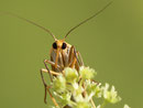 Eilema complana (Gewöhnlicher Flechtenbar) / CH BE Hasliberg 1050 m, 14. 08. 2014