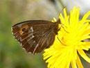 Erebia euryale adyte (Weibchen) / CH TI Gotthardpass, Lago della Sella 2240 m, 27. 07. 2012