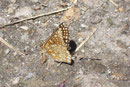 Euphydryas aurinia debilis  (Skabiosen-Scheckenfalter) / CH VS Lac Mauvoisin 2460 m, 18. 07. 2006