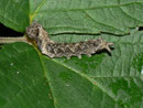 Thyatira batis (Rosen-Eulenspinner, Roseneule) / CH TI Bolle di Magadino 199 m, 01. 10. 2013