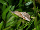 Hypena lividalis (Südliche Zünslereule) / NOCTUIDAE (Eulen)