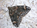 Chloroclysta citrata (Buschhalden-Blattspanner) / GEOMETRIDAE/Larentiinae (Spanner)