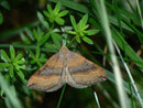Scotopteryx chenopodiata (Braungebänderter Linienspanner) / CH OW Engelberg 1083 m, 31. 07. 2013