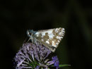 Pyrgus carlinae (Ockerfarbiger Würfelfalter) / HESPERIIDAE (Dickkopffalter)